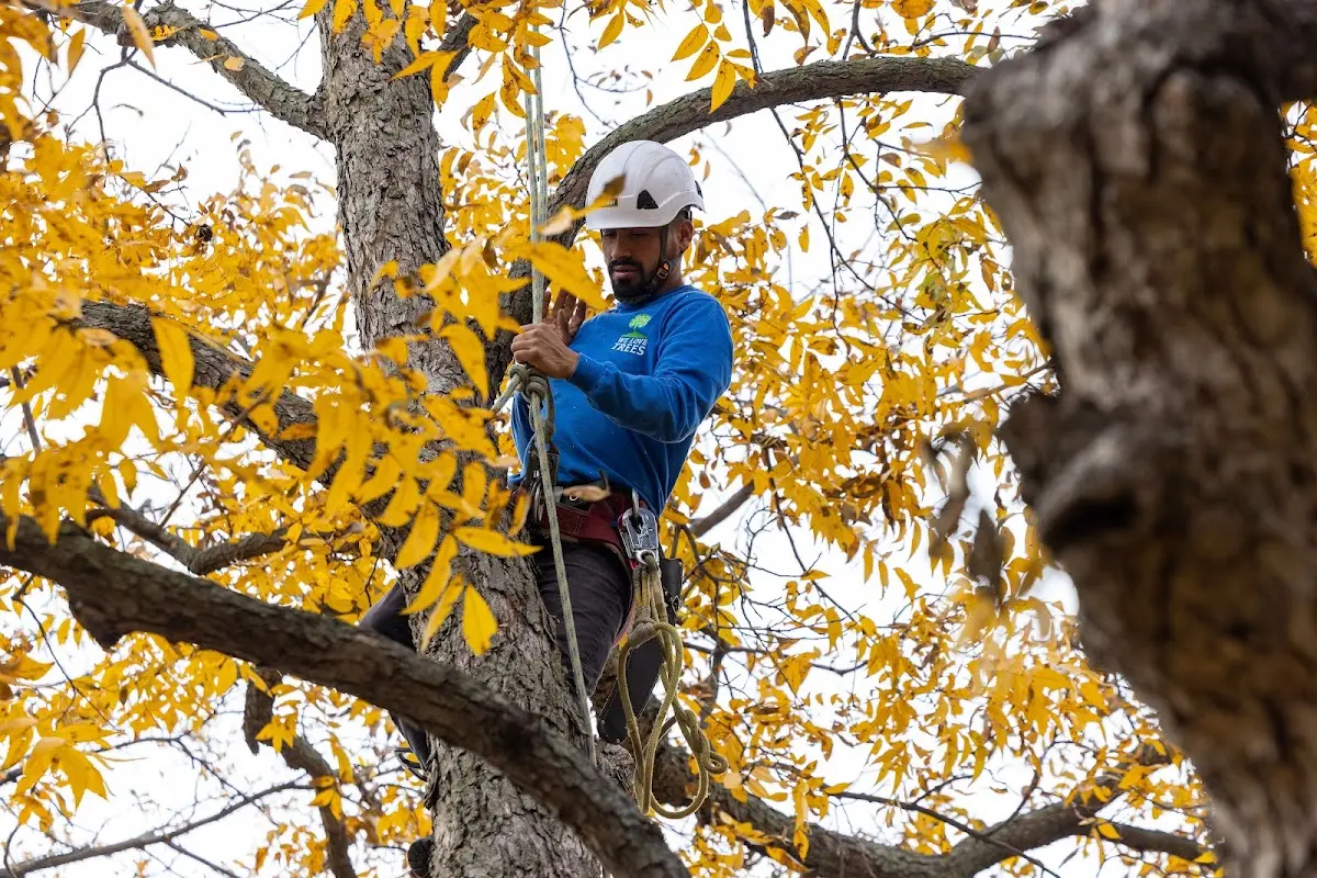 Skilled Tree Transplanting crew working in Brookville