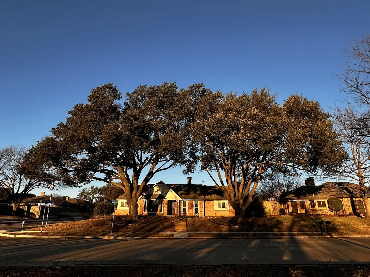 Established residential canopy tree shading a home in Brookville